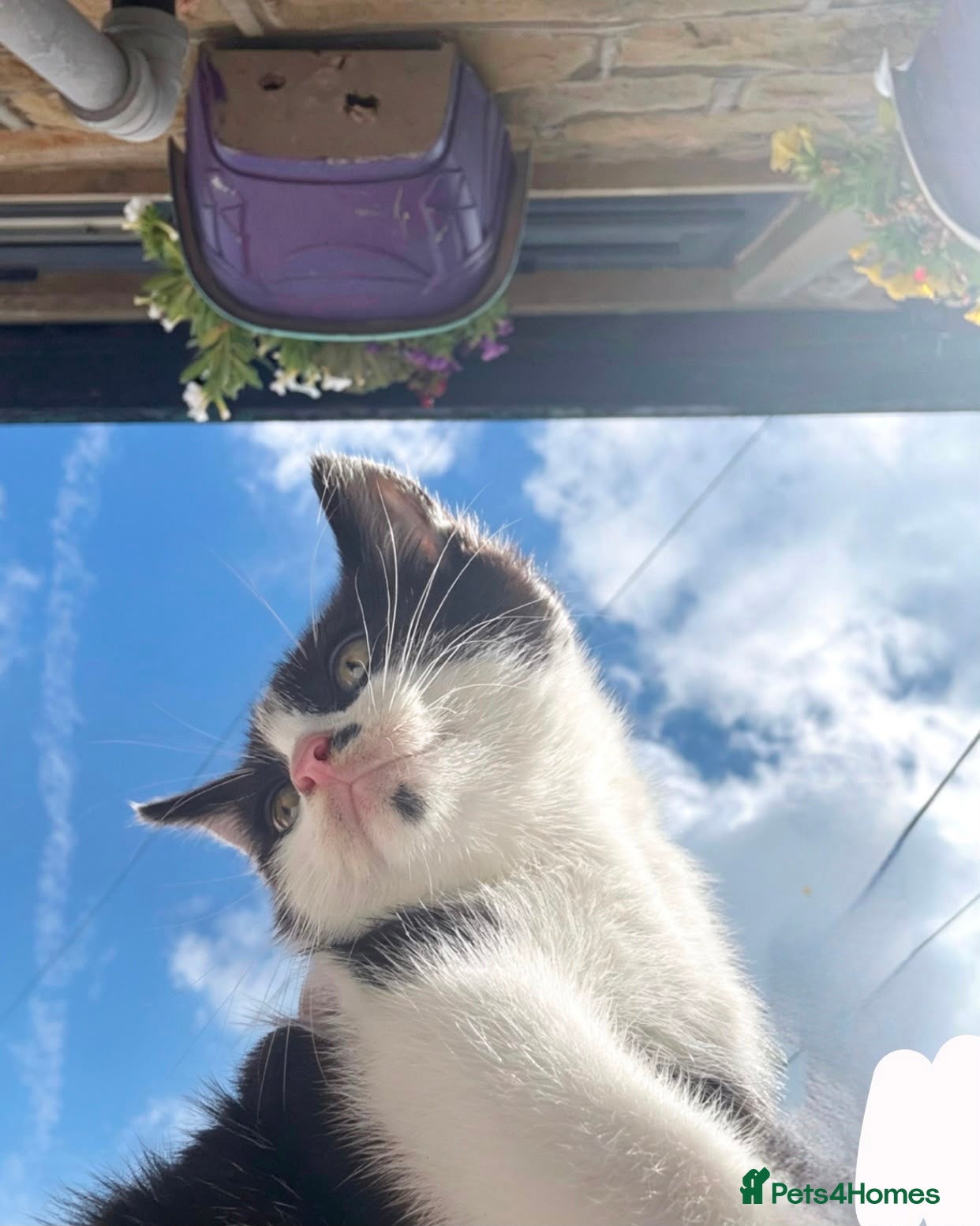 Mixed Breed cats 8 week old male kitten - Advert 4
