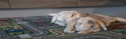 Mini Lop rabbits for sale: Beautiful Bunnies.  - Advert 4