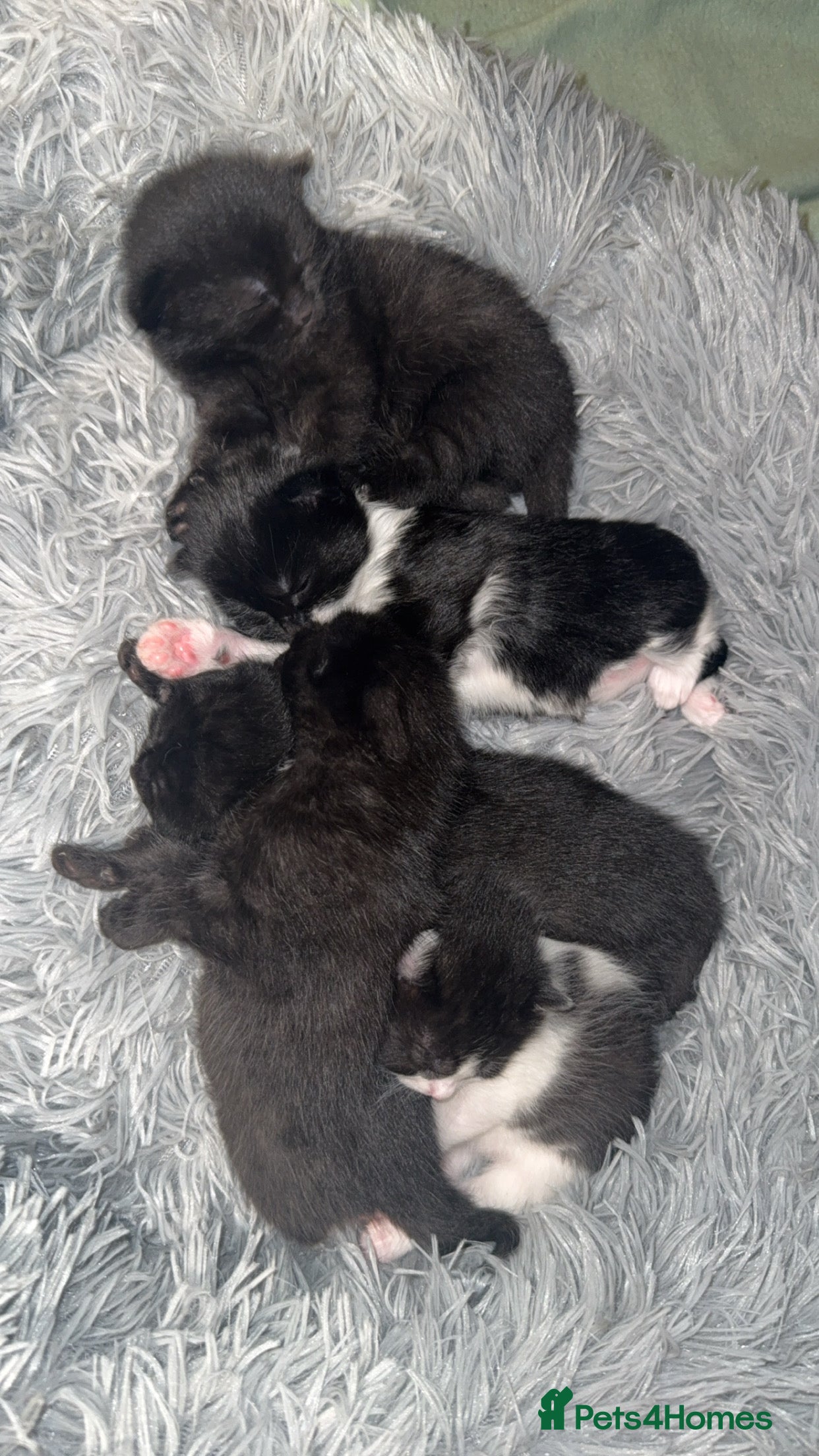 Mixed Breed cats 5 beautiful kittens for new home 😍 - Advert 12