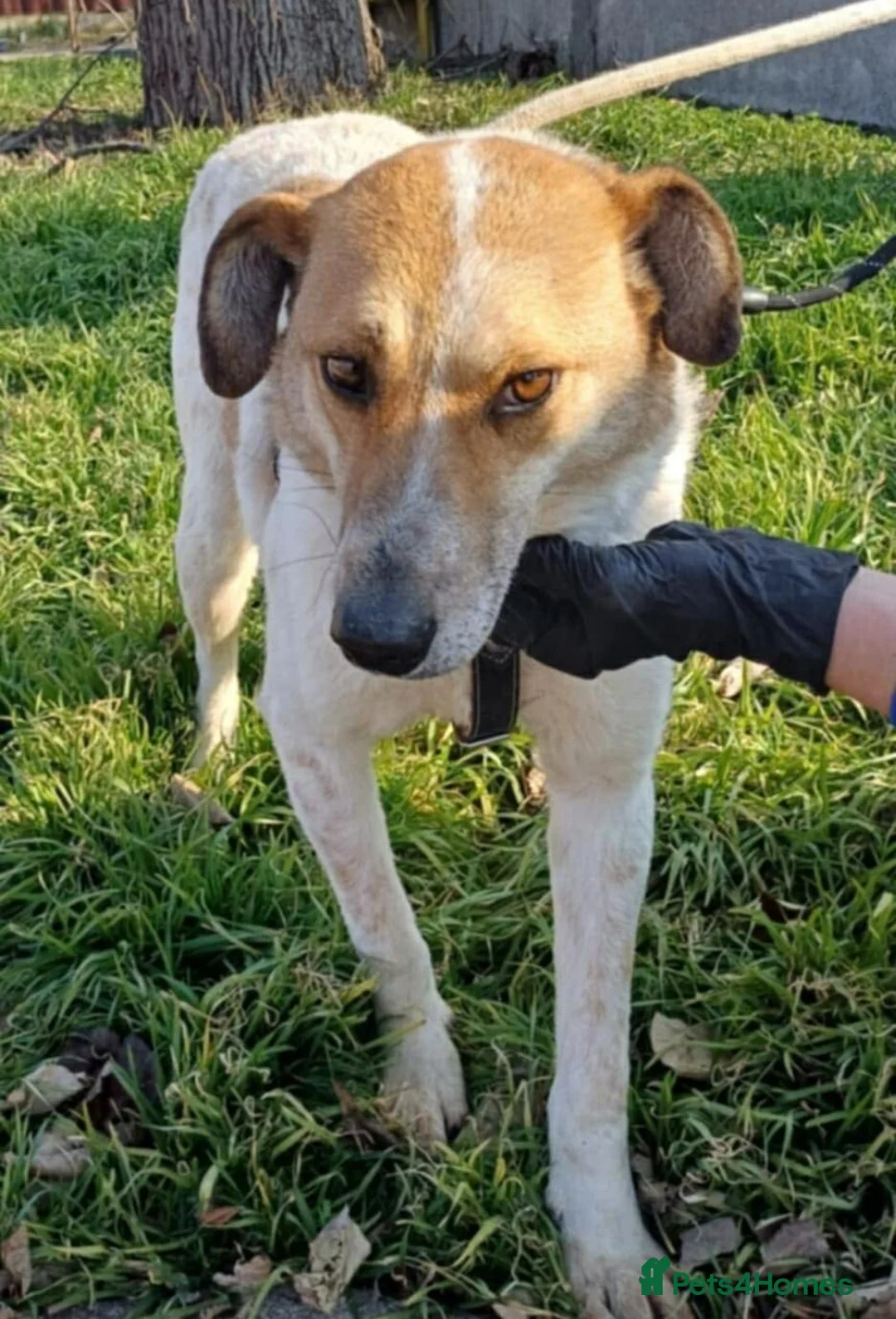 Mixed Breed dogs for adoption: 🤍 JUNIOR – a gentle soul waiting for his family - Advert 4