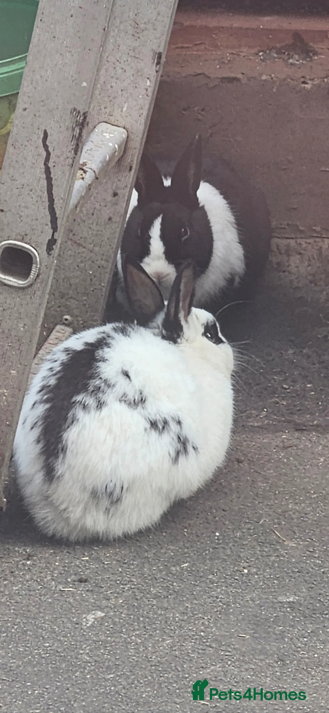 Mixed Breed rabbits for sale: They are all boys  😊 - Advert 8