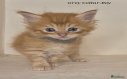 Maine Coon cats for sale: Maine Coon x siberian - Image 3