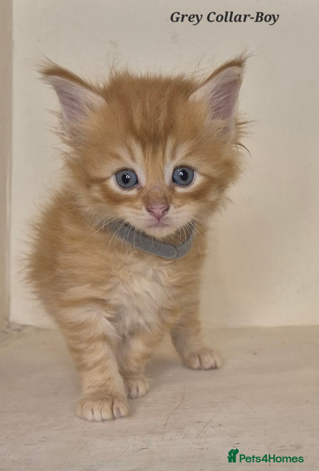 Maine Coon cats for sale: Maine Coon x siberian - Image 3