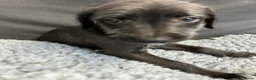 Mixed Breed dogs for sale: BEDDY  WHIPPET PUPS - Advert 24