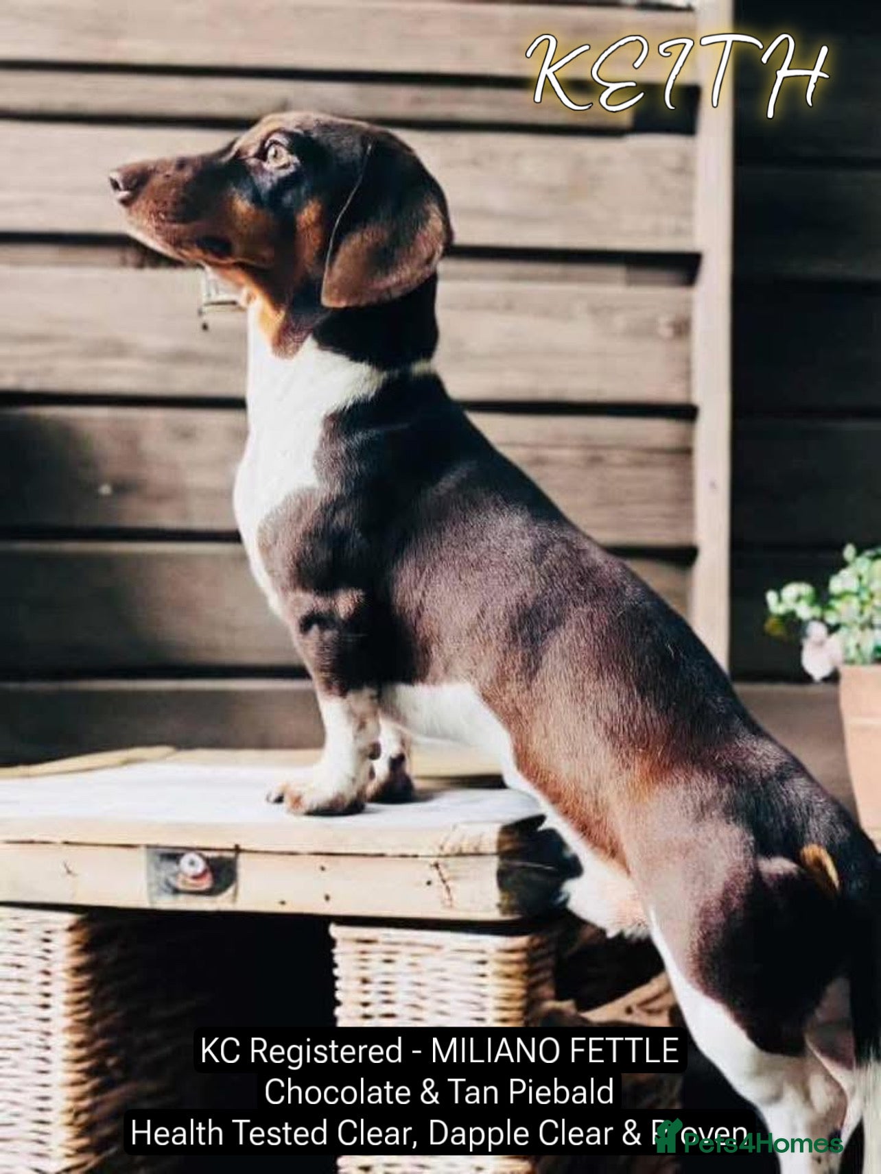 Miniature Dachshund dogs KC Miniature Dachshund Stud - Advert 2