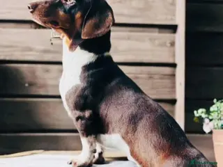 Miniature Dachshund dogs KC Miniature Dachshund Stud - Advert 2