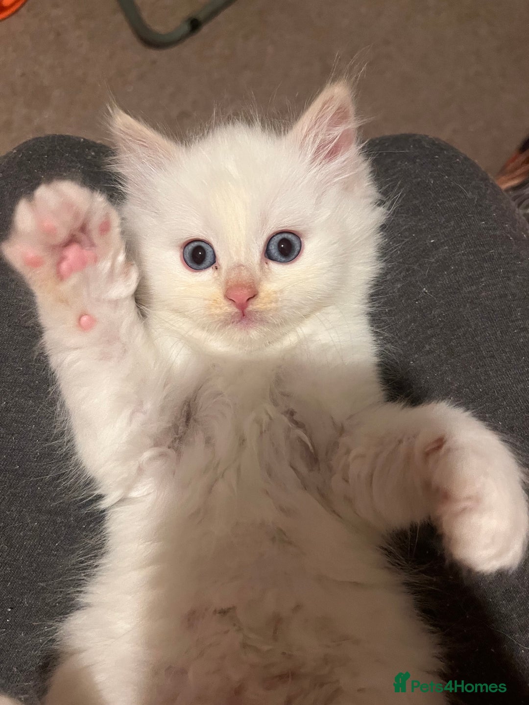 Ragdoll cats for sale: 🐾 Adorable Ragdoll Cross Kittens 🐾 - Advert 12