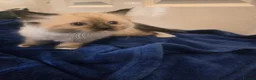 Ragdoll cats for sale: Colour point kittens  - Advert 9