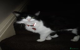Mixed Breed cats for sale: FREE to good home - Image 4