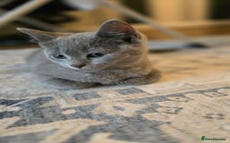 Mixed Breed cats for sale: 5 beautiful and energetic kittens!!! - Advert 6