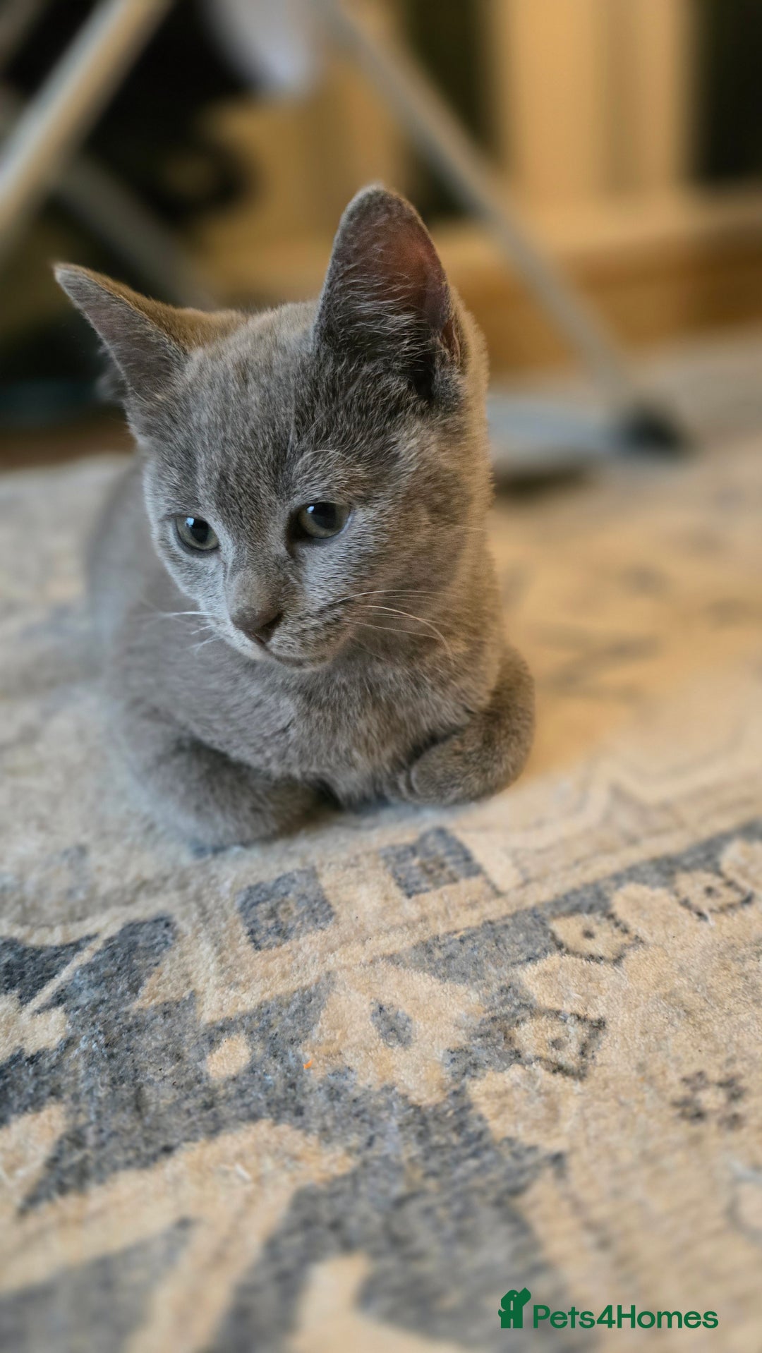 Mixed Breed cats for sale: 5 beautiful and energetic kittens!!! - Advert 6