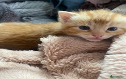 Mixed Breed cats for sale: A mum and litter opportunity ❤️ - Image 1