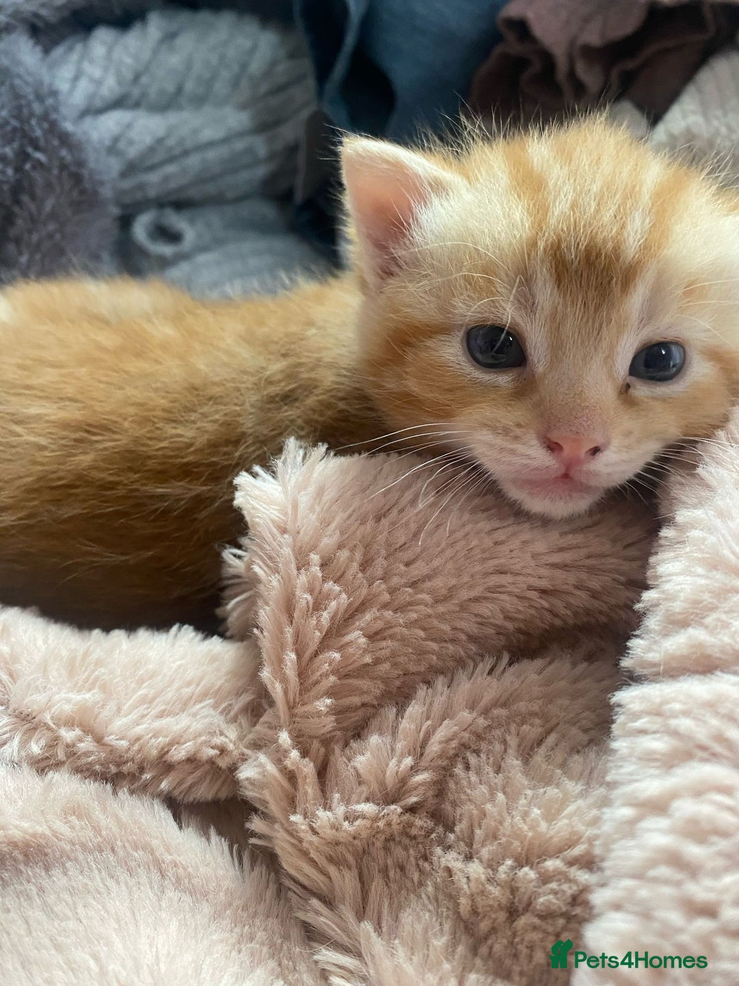 Mixed Breed cats for sale: A mum and litter opportunity ❤️ - Image 1