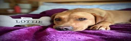 Labrador Retriever dogs for sale: Outstanding Litter of Fox Red Labrador Puppies  in Carmarthen - Advert 18