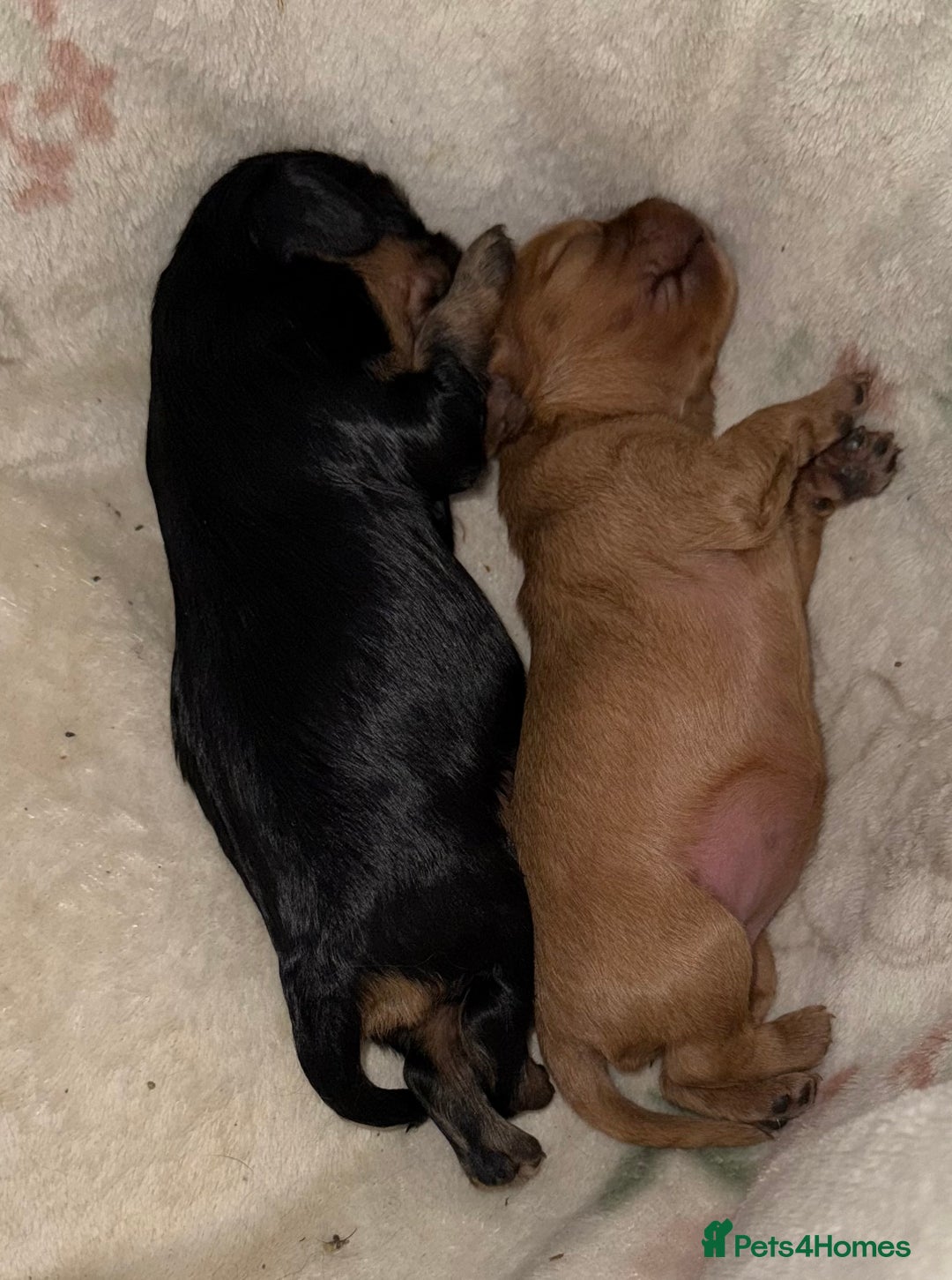 Cavalier King Charles Spaniel dogs for sale: 2 stunning little girls ready next week - Image 14