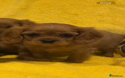 Cavalier King Charles Spaniel dogs for sale: Cavalier King Charles spaniel puppies 3 bitches  - Image 8