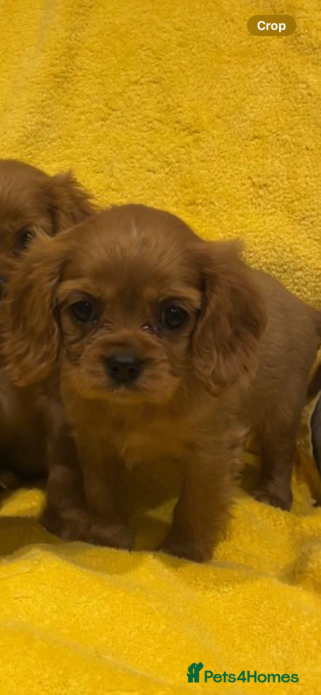 Cavalier King Charles Spaniel dogs for sale: Cavalier King Charles spaniel puppies 3 bitches  - Image 8