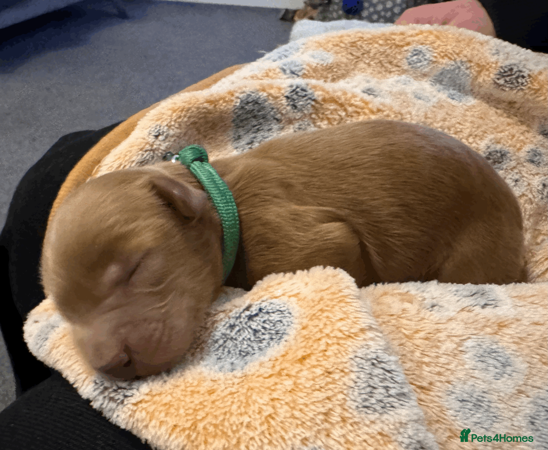 Cockapoo dogs for sale: Beautiful Fox Red Cockapoos - Advert 14