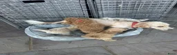Jackapoo dogs for sale: Beautiful Jackapoos for sale  - Advert 11