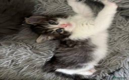 Domestic Shorthair cats for sale: 2 princes an 2 princess kittens  - Image 12