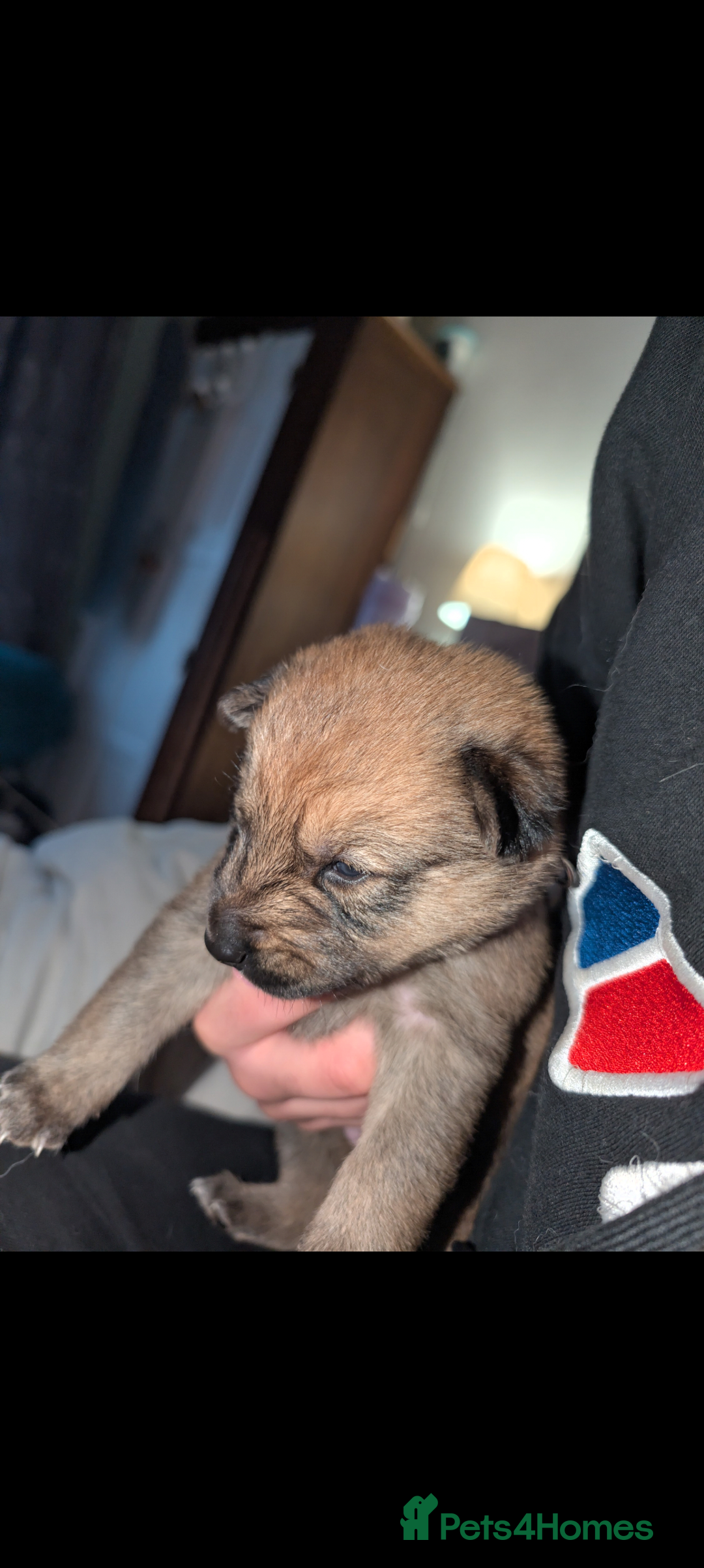 Mixed Breed dogs for sale: Gerhusky kelpie Labrador mix - Advert 5