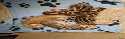 Bengal cats for stud: PROVEN ♡ Handsome BENGAL STUD > Carries SNOW + SLV in Birmingham - Advert 17