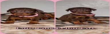 Dobermann 6