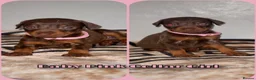 Dobermann dogs for sale: Stunning Dobermann Puppies  - Advert 4