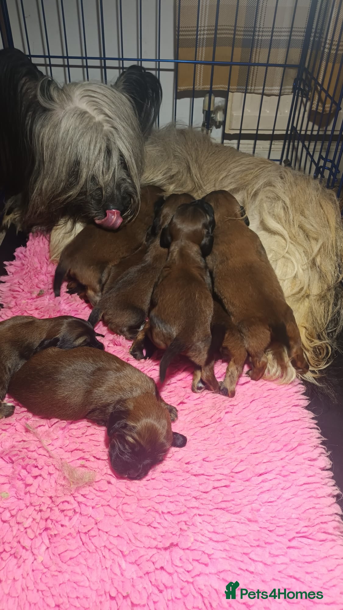 Mixed Breed dogs for sale: Cavalier skye cross - Advert 1