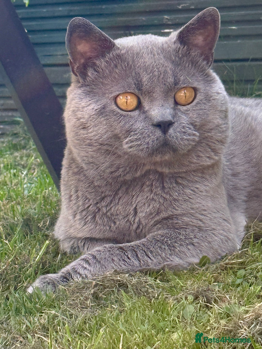 British Shorthair cats for stud: GCCF Active Registered Blue British Shorthair in Bristol - Advert 16
