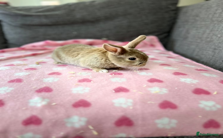Mini Lop rabbits - Advert 2