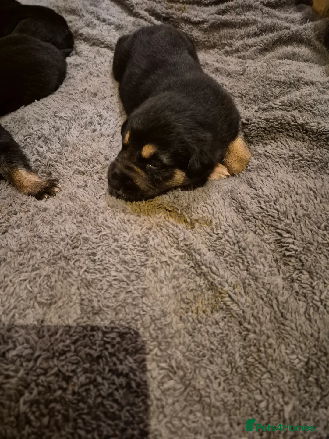 Mixed Breed dogs for sale: 5 shollie pups - Advert 4