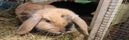 Dwarf Lop rabbits for sale: Adorable, Friendly. Laidback Dwarf Lop Boys 🐰🥰 - Advert 10