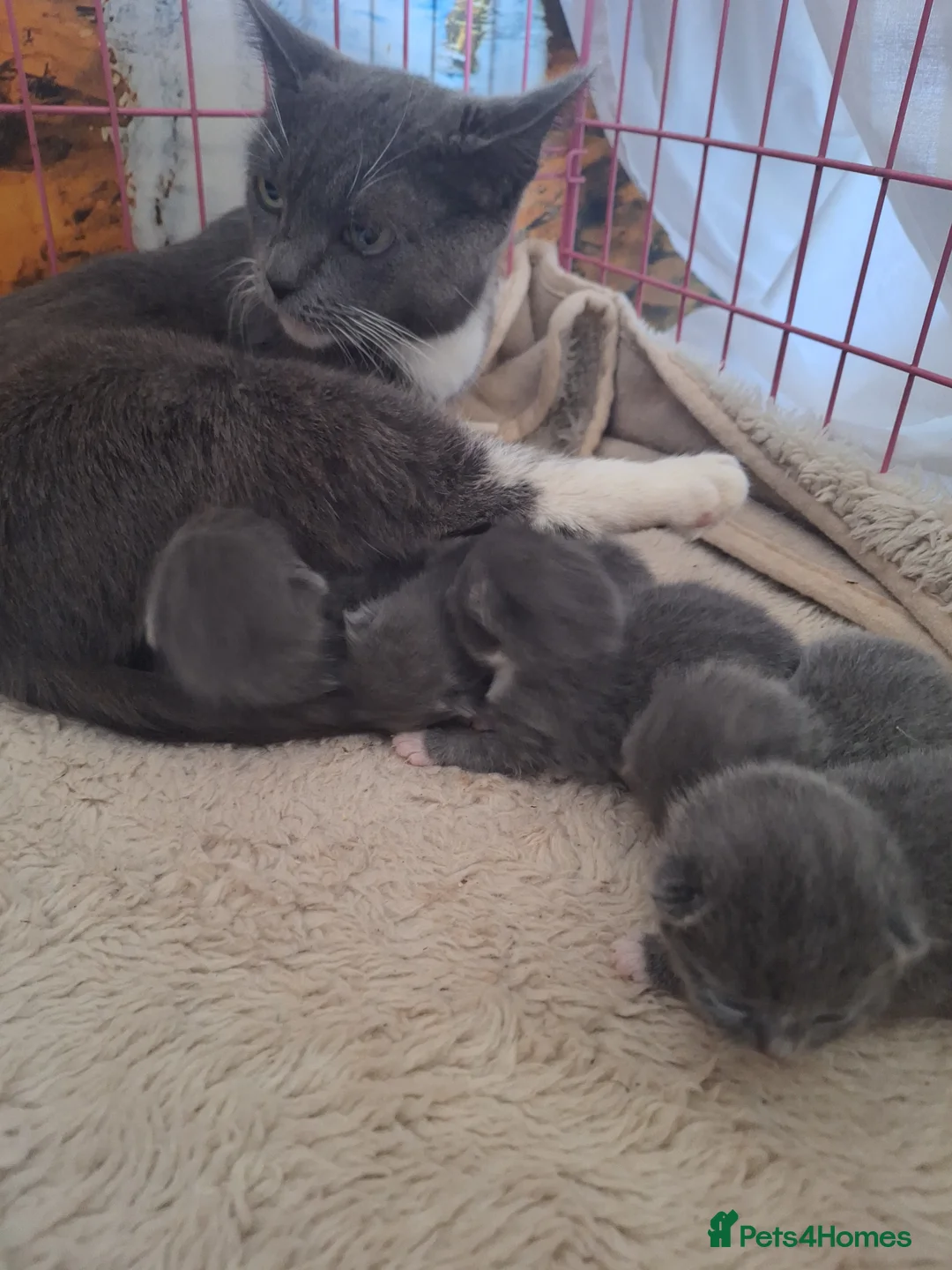 British Shorthair cats for sale: British shorthair kittens  - Advert 9