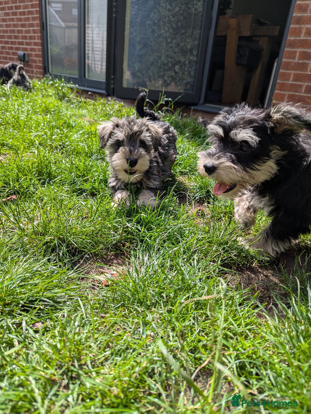 Miniature Schnauzer dogs for sale: Kc mini schnauzer pups for sale  - Image 5