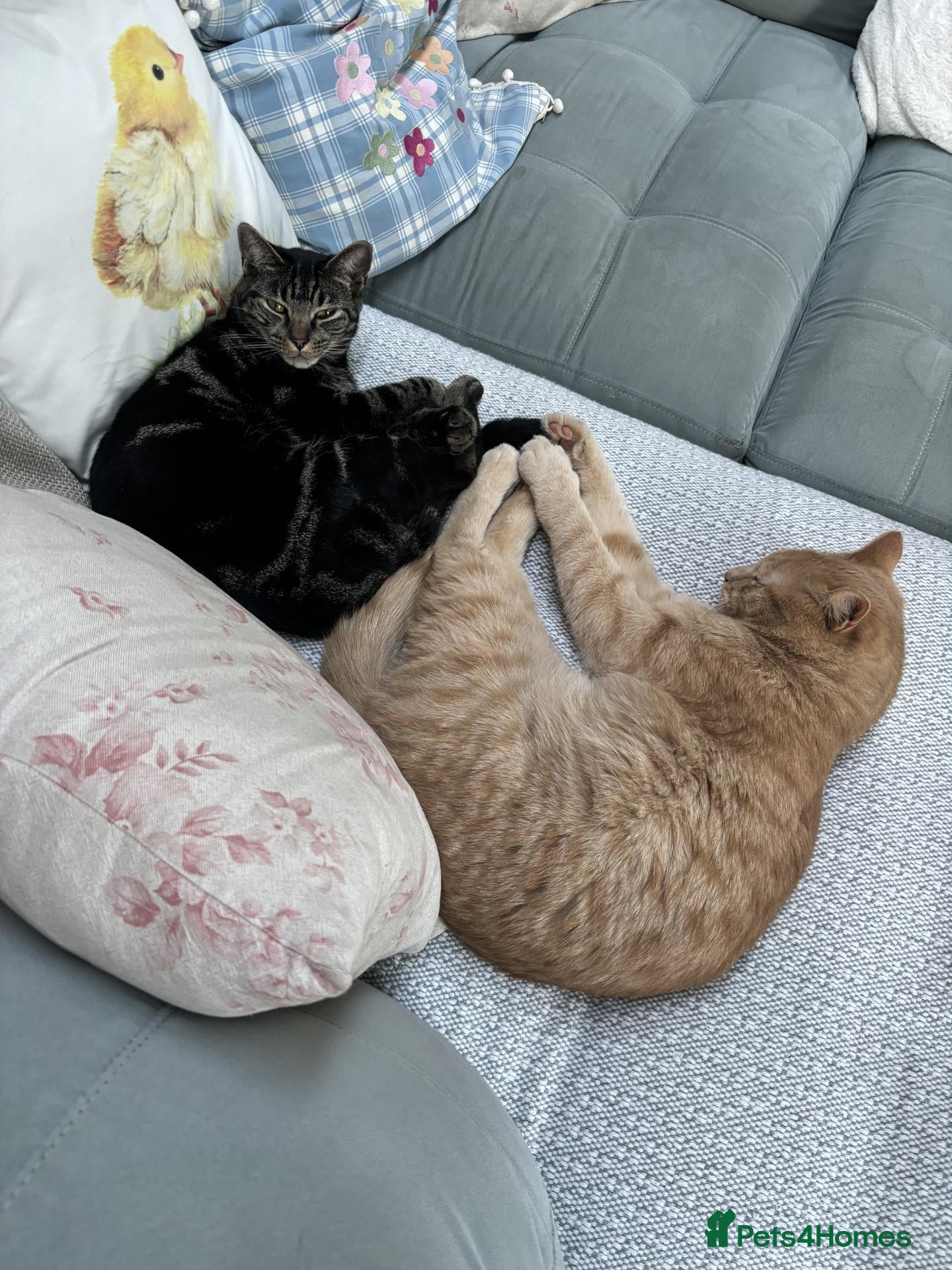 Domestic Shorthair cats Temporary foster home needed for my two cats - Advert 1