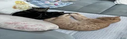 Domestic Shorthair cats for sale: Temporary foster home needed for my two cats in Birmingham - Advert 1