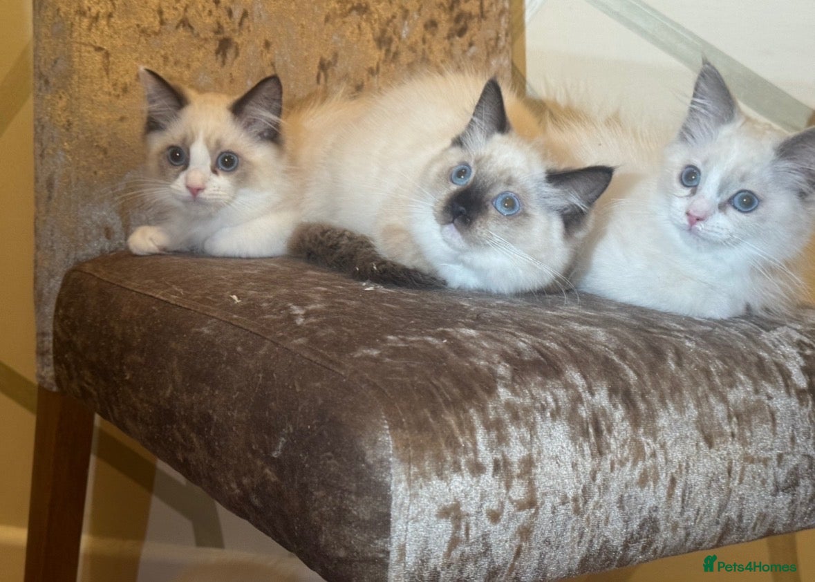 Ragdoll cats 6 GCCF ragdoll kittens  - Advert 2
