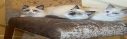 Ragdoll cats for sale: 6 GCCF ragdoll kittens  in Glasgow - Advert 2
