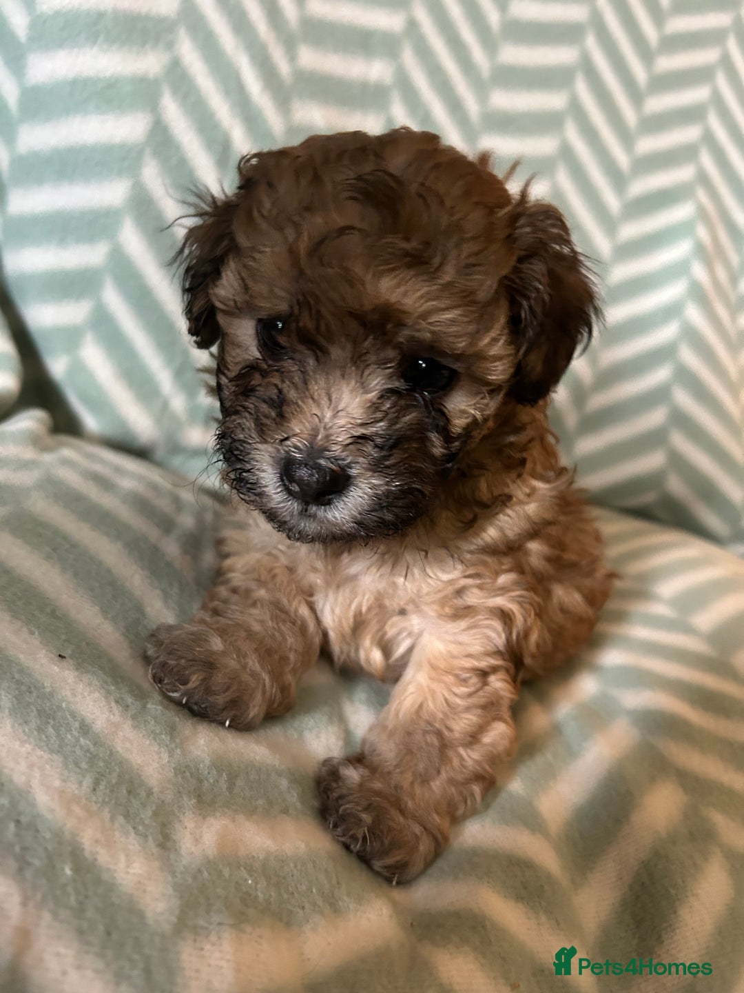 Mixed Breed dogs for sale: Beautiful Malshi-Poo Puppies (Shmoodles) ❤️ - Image 15