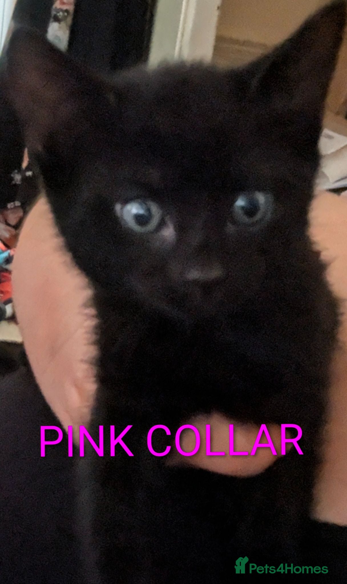 Mixed Breed cats 4x kitten's inc Dewormed & Deflead & microchipped  - Advert 5