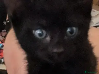 Mixed Breed cats 4x kitten's inc Dewormed & Deflead & microchipped - Advert 5