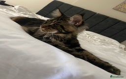 Maine Coon cats for sale: 10month old Maincoone - Image 5