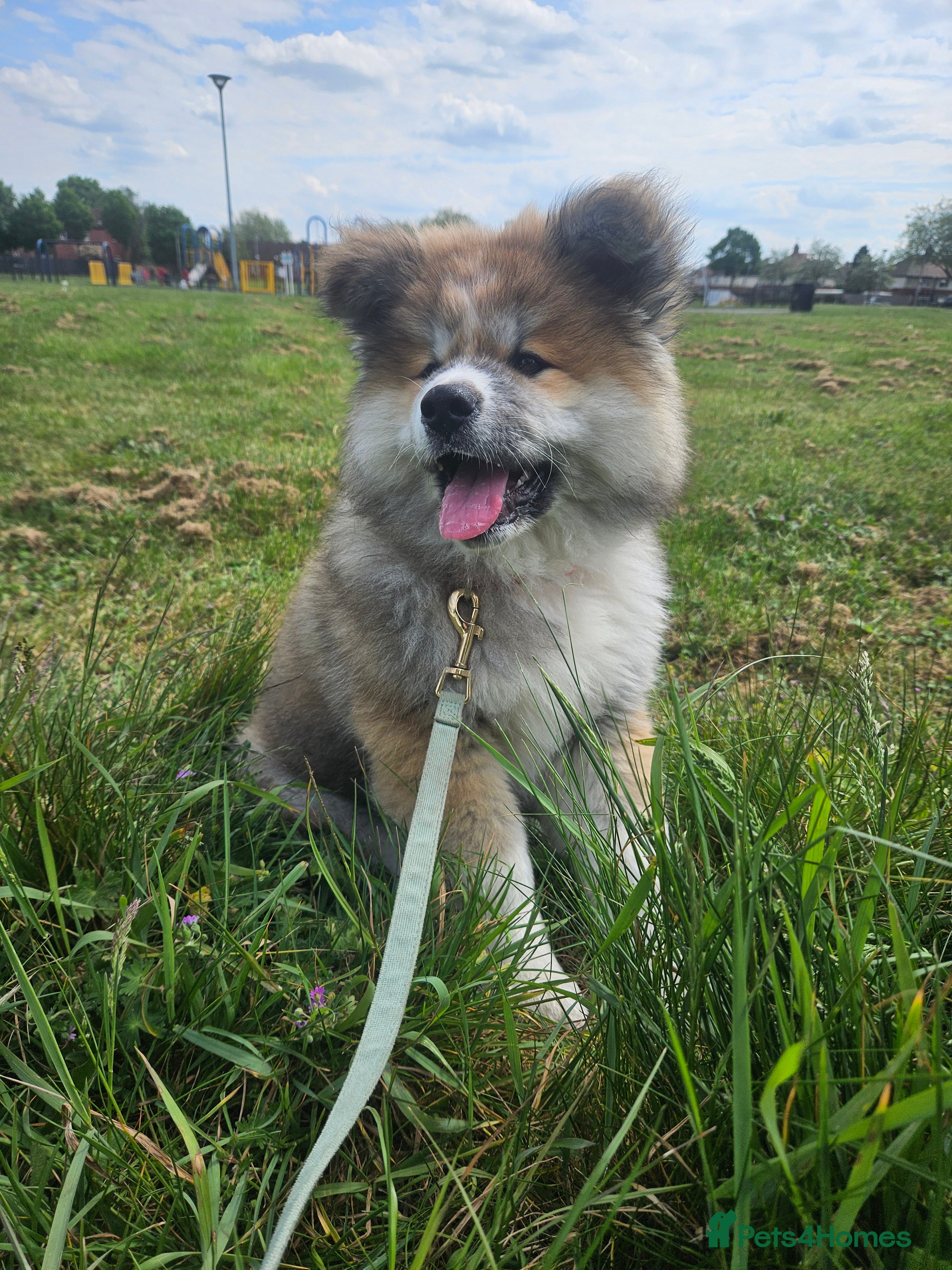 Japanese Akita Inu dogs for sale: RKC Registered Long-Coat Female - Advert 27