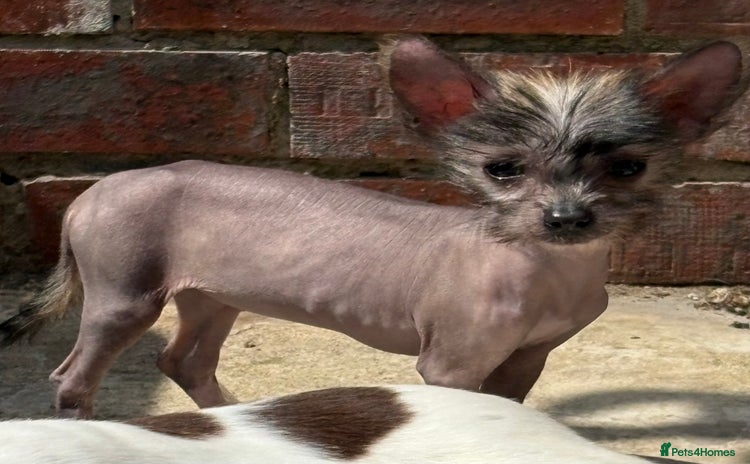Chinese Crested dogs - Advert 1