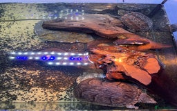Turtle reptiles for sale: Reeves turtle and musk turtle for sale  - Image 4