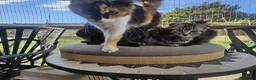 Mixed Breed cats for sale: Adorable&Super friendly kittens 🐈‍⬛  - Advert 18