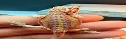 Bearded Dragon reptiles for sale: Red baby Bearded Dragons ready to go! - Advert 4