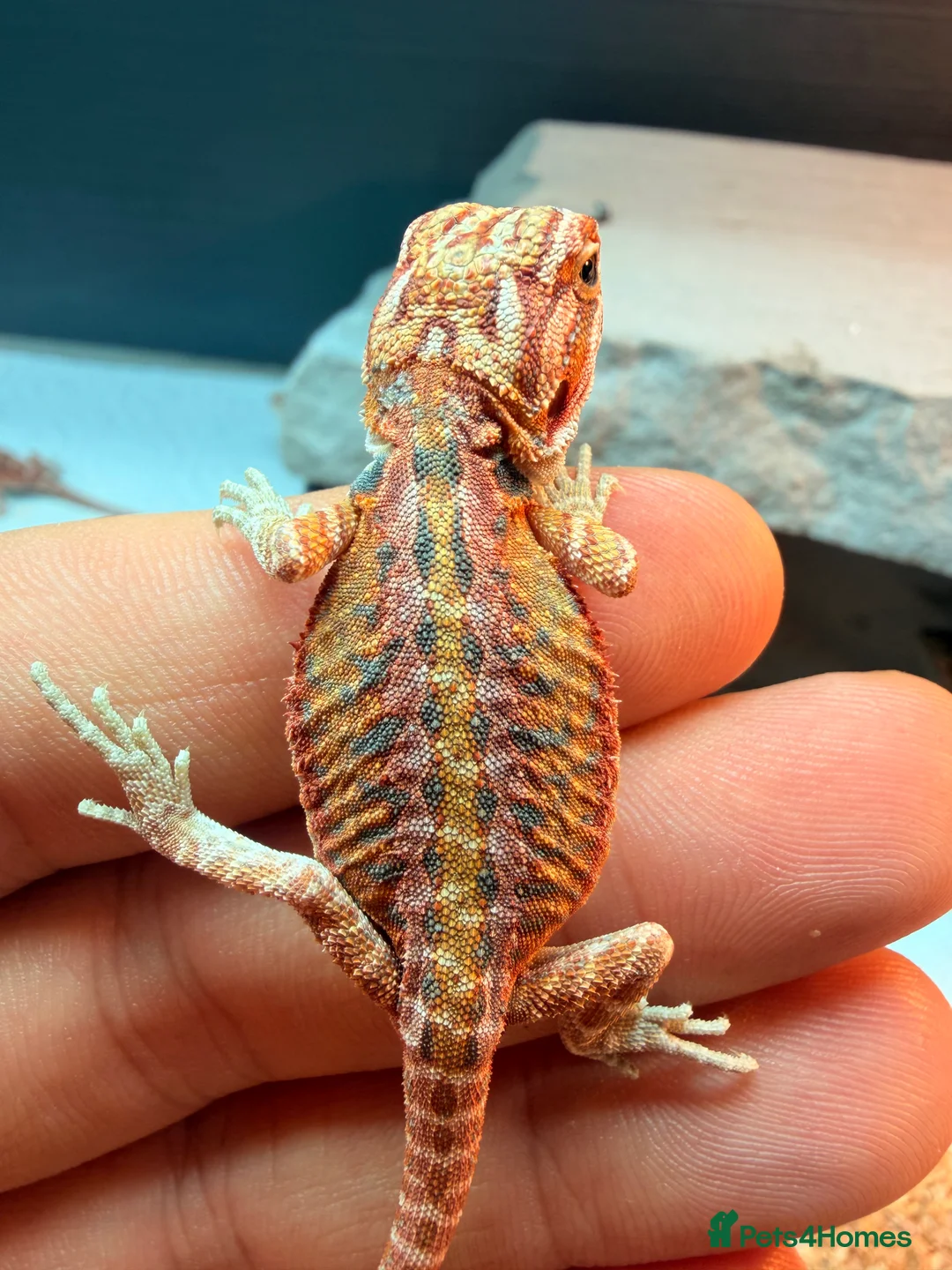 Bearded Dragon reptiles for sale: Red baby Bearded Dragons ready to go! - Advert 4
