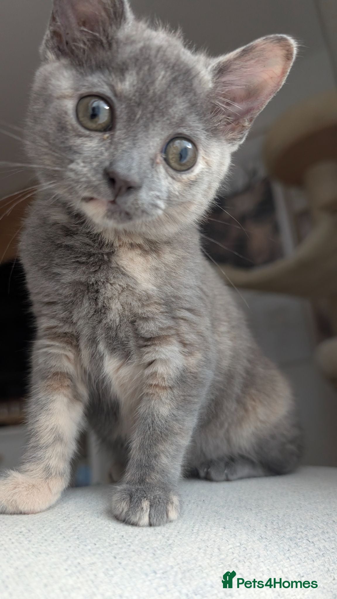 Ragdoll cats Beautiful half/ragdoll kitten  - Advert 2
